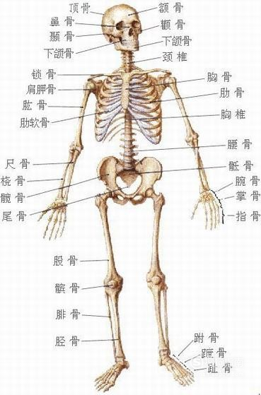 如何评估肩胛骨位置